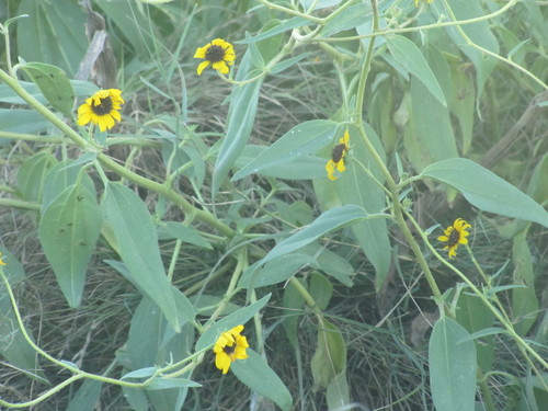 Image of Helianthus paradoxus by no rights reserved
