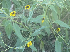 Helianthus paradoxus