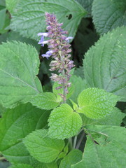 Salvia roscida