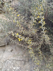 Genista scorpius