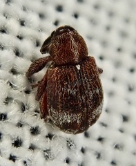 Anthonomus bituberculatus