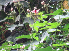 Ipomoea neei
