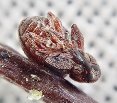 Anthonomus bituberculatus