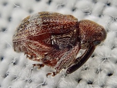 Anthonomus bituberculatus