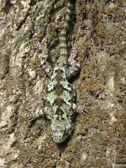 Sceloporus asper