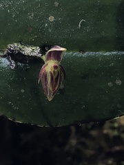 Pleurothallis matudana