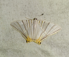 Phrygionis platinata