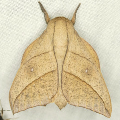 Adeloneivaia