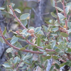 Quercus toumeyi