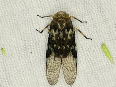 Calyptoproctina