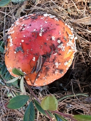 Amanita muscaria