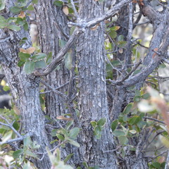 Quercus toumeyi