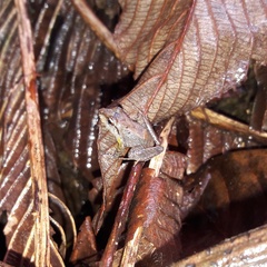 Craugastor crassidigitus