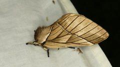 Pseudodirphia