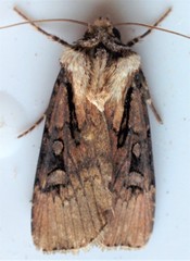 Agrotis obliqua
