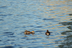 Spatula cyanoptera cyanoptera