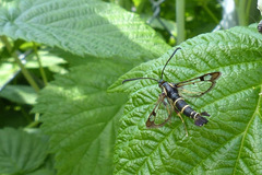 Synanthedon tipuliformis