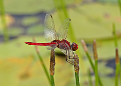 Urothemis aliena