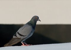 Columba livia domestica