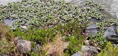 Jaegeria bellidiflora