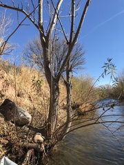 Ailanthus