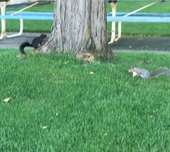 Sciurus carolinensis