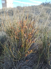 Ephedra major major