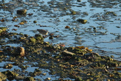 Numenius phaeopus hudsonicus