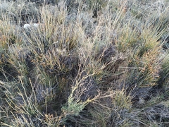 Ephedra major major