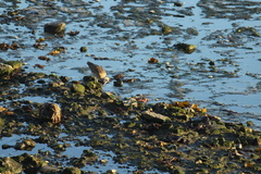 Numenius phaeopus hudsonicus