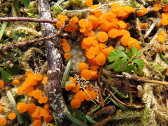 Byssonectria terrestris