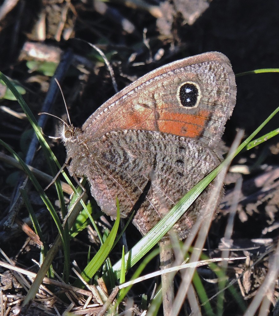 Pampasatyrus quies