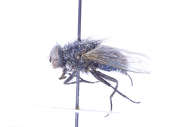 Calliphora coloradensis