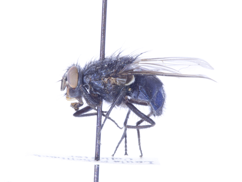 Calliphora latifrons photo 2