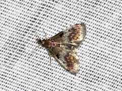 Rhynchopaschia melanolopha
