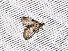 Rhynchopaschia melanolopha
