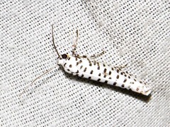 Yponomeuta strigillatus