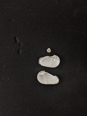 Penitella richardsoni