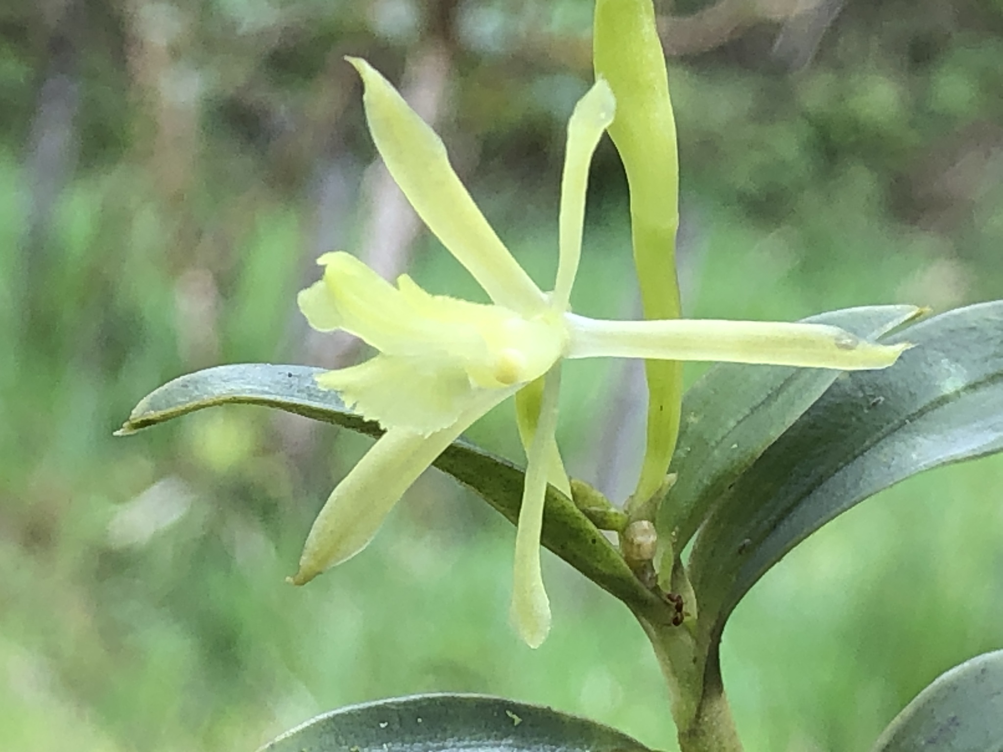 Epidendrum acrobatesii Hágsater & E.Santiago
