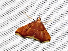 Endotricha erythralis