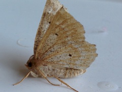 Metarranthis indeclinata