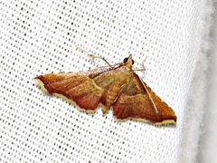 Endotricha erythralis