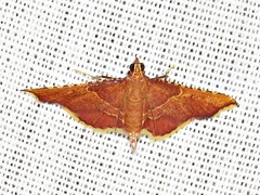 Endotricha erythralis