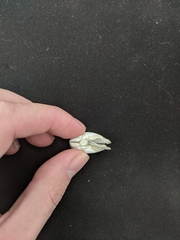 Penitella richardsoni