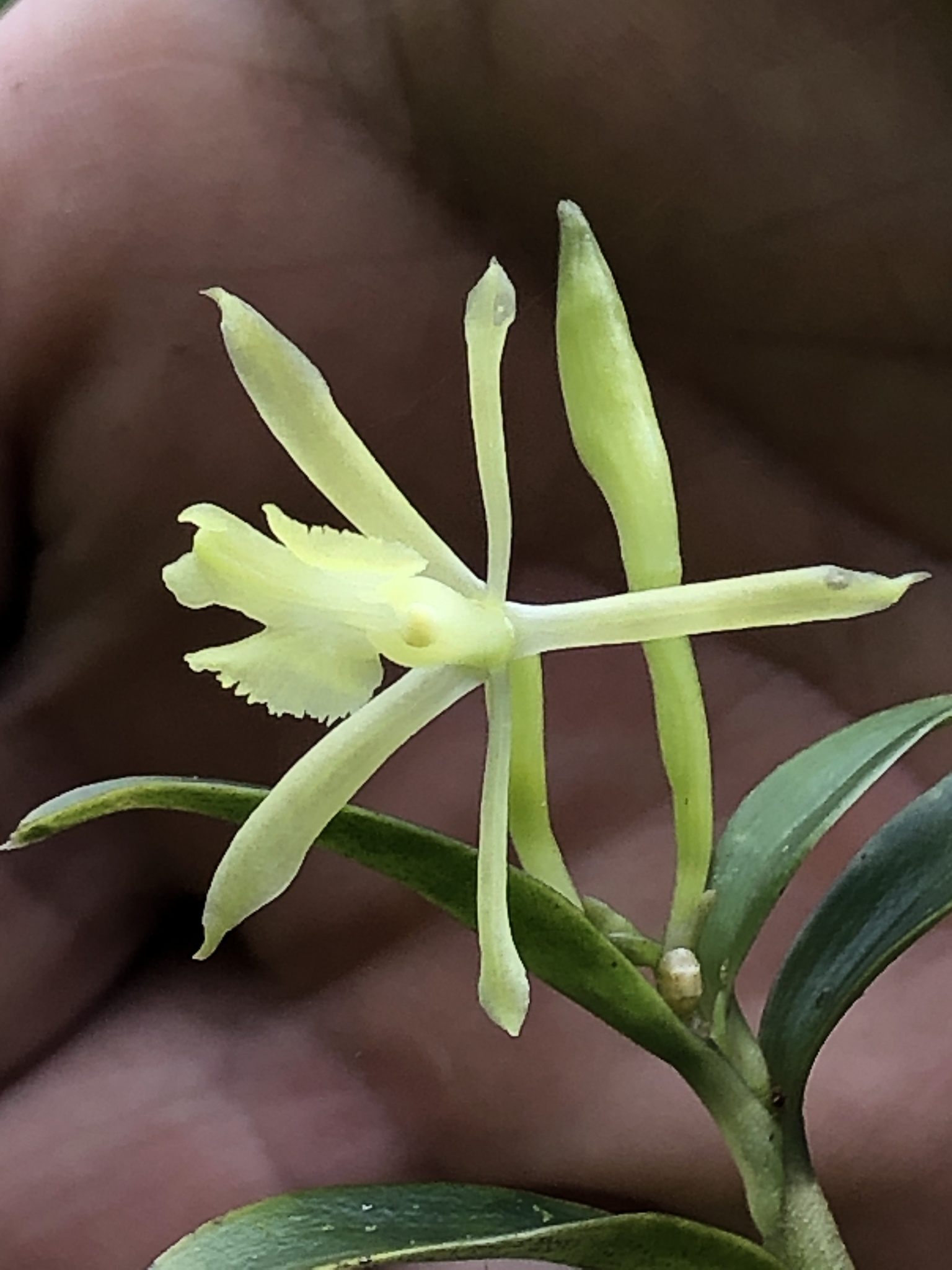 Epidendrum acrobatesii Hágsater & E.Santiago 2