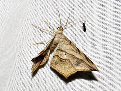 Chiasmia simplicilinea