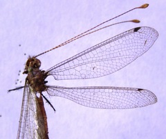 Ameropterus