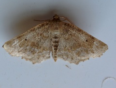 Metarranthis indeclinata