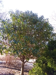 Daphniphyllum macropodum
