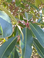 Daphniphyllum macropodum